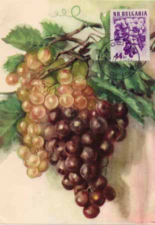 Bulgaria grape card with grape stamp